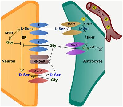 Inhibition of astrocytic glycine transporter-1: friend or foe for ameliorating NMDA receptor hypofunction?